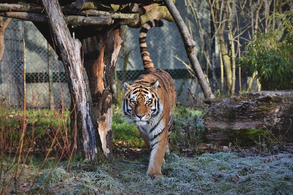 Jahresbeginn des Tigers