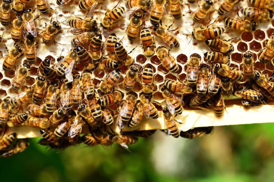 Insekten als Nahrungsquelle: Wie viele werden jährlich konsumiert?