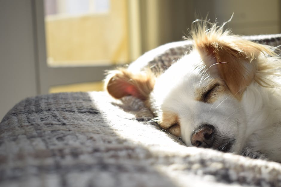  Durchschnittliche Lebensdauer von Hunden