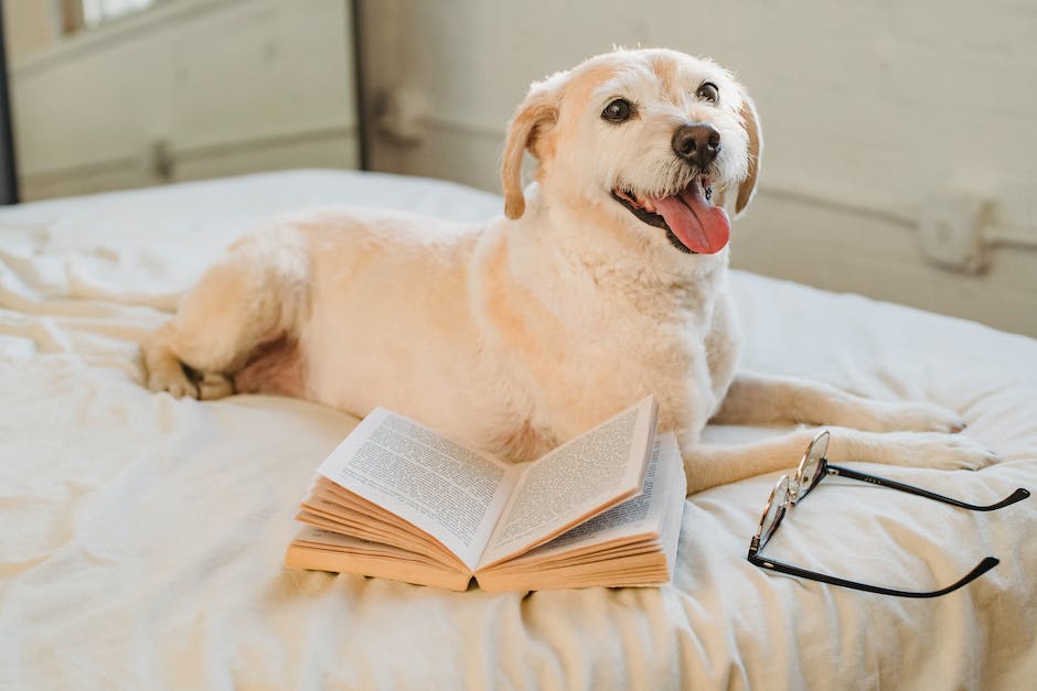 Hunde durchschnittliche Lebensdauer