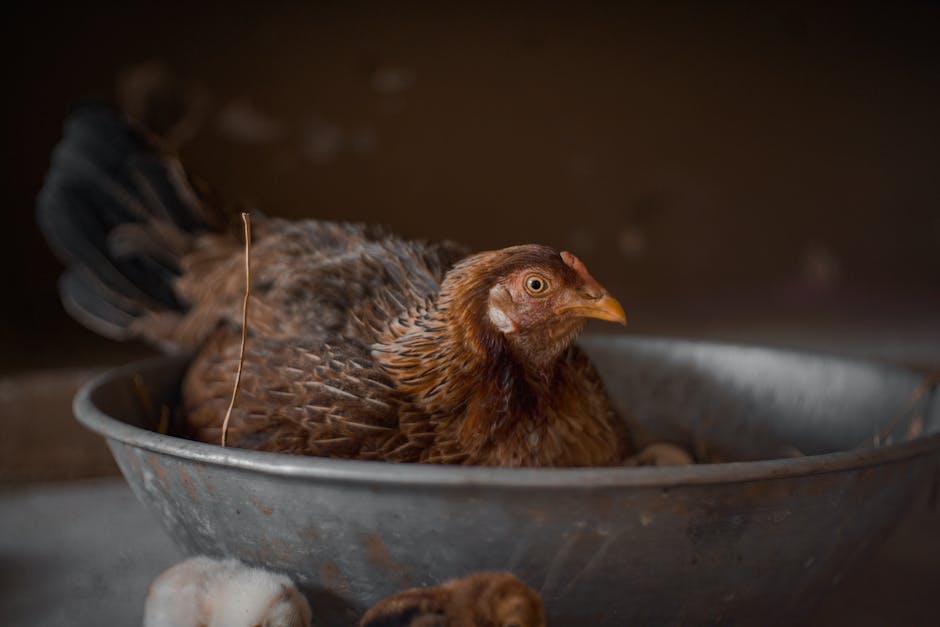  Anzahl der pro Jahr geschlachteten Tiere